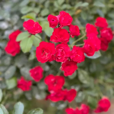 Rose Bihać